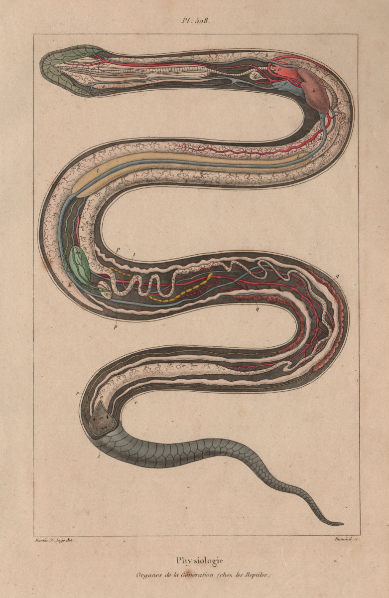 SNAKE PHYSIOLOGY. Organes de la Gènèration. Organs 1833 old antique print